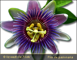 Flor de pasionaria